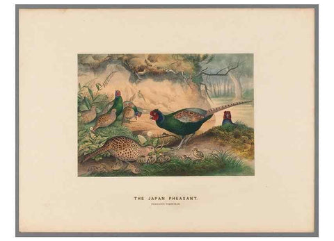Reproducción/Reproduction 49419078946: Zoological sketches /. London :Henry Graves,1861-1867.. 