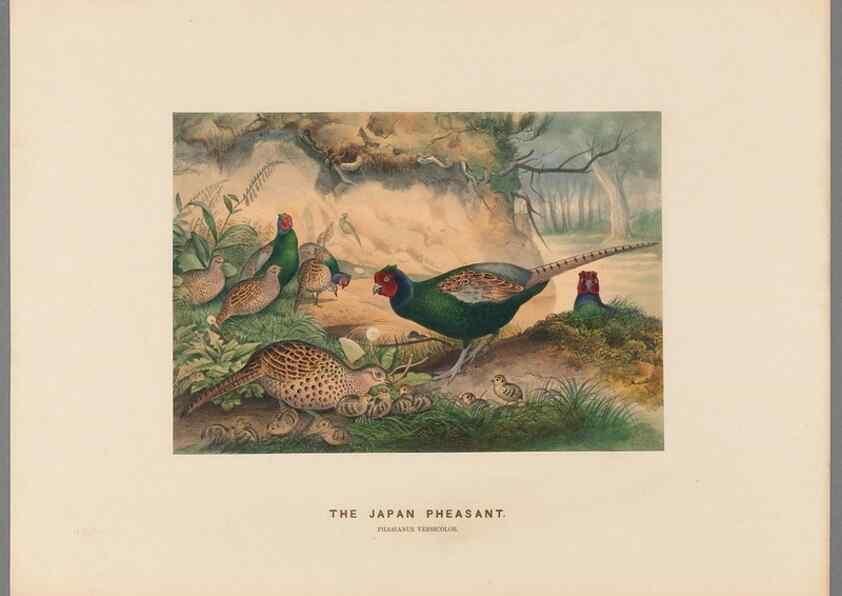 Reproducción/Reproduction 49419078946: Zoological sketches /. London :Henry Graves,1861-1867.. 