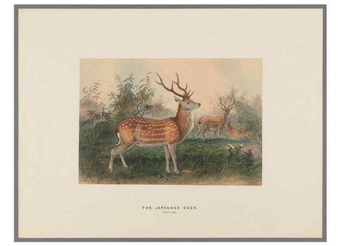 Reproducción/Reproduction 49419122341: Zoological sketches /. London :Henry Graves,1861-1867.. 