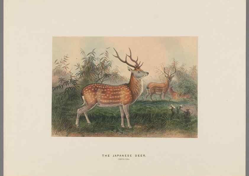 Reproducción/Reproduction 49419122341: Zoological sketches /. London :Henry Graves,1861-1867.. 