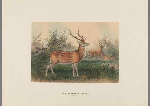 Reproducción/Reproduction 49419122341: Zoological sketches /. London :Henry Graves,1861-1867.. 