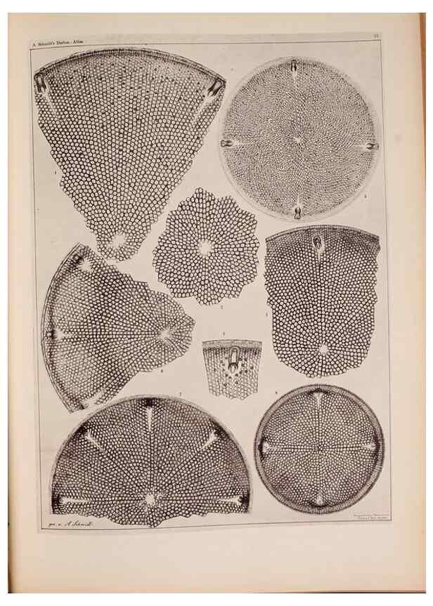 Reproducción/Reproduction 49389885326: Atlas der Diatomaceen-Kunde /. Leipzig :O.R. Reisland,[1874-19.. 