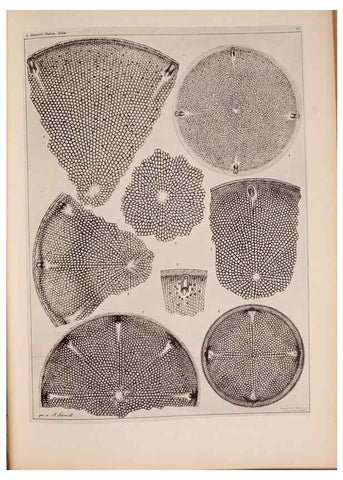Reproducción/Reproduction 49389885326: Atlas der Diatomaceen-Kunde /. Leipzig :O.R. Reisland,[1874-19.. 