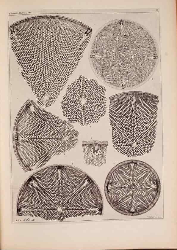 Reproducción/Reproduction 49389885326: Atlas der Diatomaceen-Kunde /. Leipzig :O.R. Reisland,[1874-19.. 