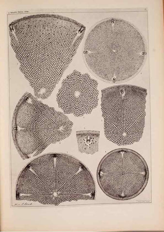 Reproducción/Reproduction 49389885326: Atlas der Diatomaceen-Kunde /. Leipzig :O.R. Reisland,[1874-19.. 