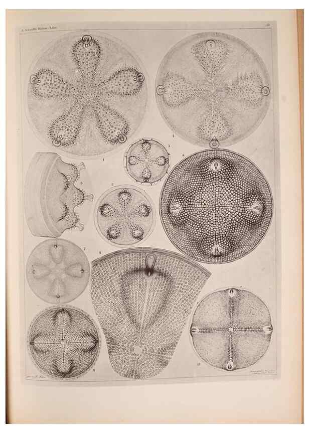 Reproducción/Reproduction 49389884526: Atlas der Diatomaceen-Kunde /. Leipzig :O.R. Reisland,[1874-19.. 