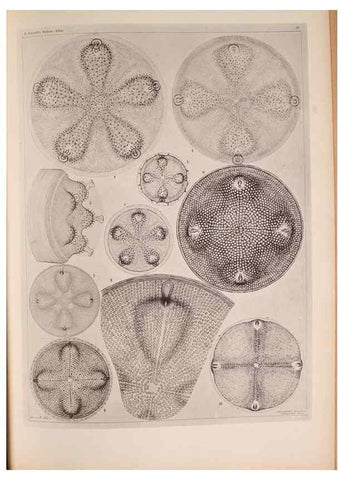 Reproducción/Reproduction 49389884526: Atlas der Diatomaceen-Kunde /. Leipzig :O.R. Reisland,[1874-19.. 