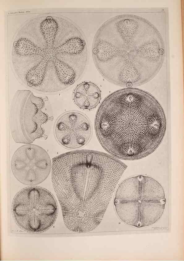 Reproducción/Reproduction 49389884526: Atlas der Diatomaceen-Kunde /. Leipzig :O.R. Reisland,[1874-19.. 