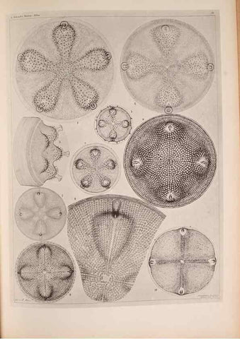 Reproducción/Reproduction 49389884526: Atlas der Diatomaceen-Kunde /. Leipzig :O.R. Reisland,[1874-19.. 
