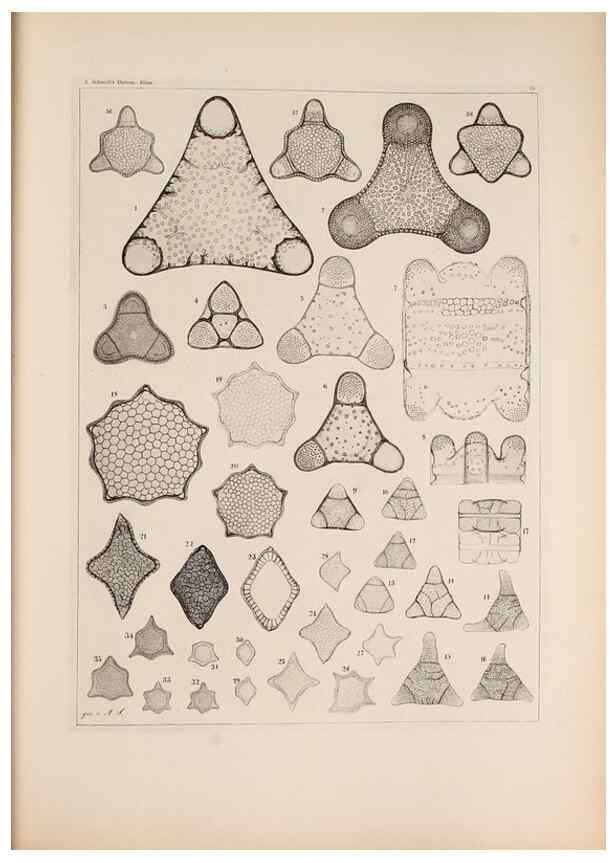 Reproducción/Reproduction 49389864272: Atlas der Diatomaceen-Kunde /. Leipzig :O.R. Reisland,[1874-19.. 