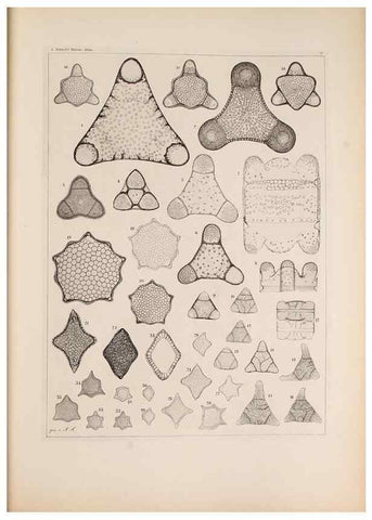 Reproducción/Reproduction 49389864272: Atlas der Diatomaceen-Kunde /. Leipzig :O.R. Reisland,[1874-19.. 