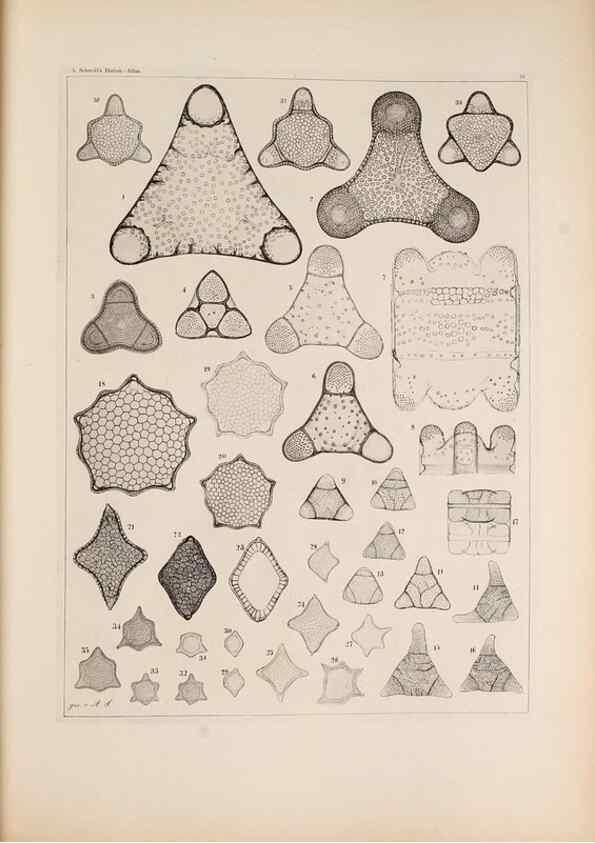 Reproducción/Reproduction 49389864272: Atlas der Diatomaceen-Kunde /. Leipzig :O.R. Reisland,[1874-19.. 