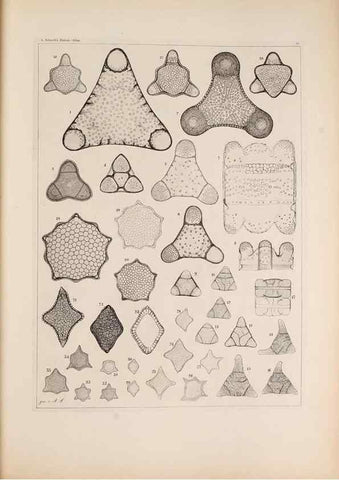 Reproducción/Reproduction 49389864272: Atlas der Diatomaceen-Kunde /. Leipzig :O.R. Reisland,[1874-19.. 