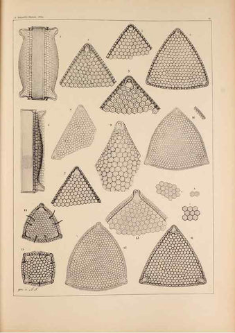 Reproducción/Reproduction 49389196603: Atlas der Diatomaceen-Kunde /. Leipzig :O.R. Reisland,[1874-19.. 