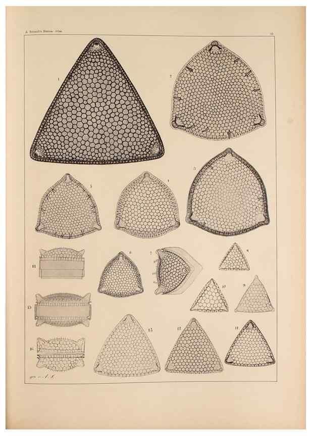 Reproducción/Reproduction 49389668731: Atlas der Diatomaceen-Kunde /. Leipzig :O.R. Reisland,[1874-19.. 