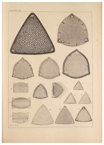 Reproducción/Reproduction 49389668731: Atlas der Diatomaceen-Kunde /. Leipzig :O.R. Reisland,[1874-19.. 