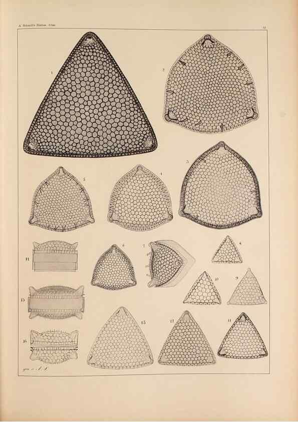 Reproducción/Reproduction 49389668731: Atlas der Diatomaceen-Kunde /. Leipzig :O.R. Reisland,[1874-19.. 