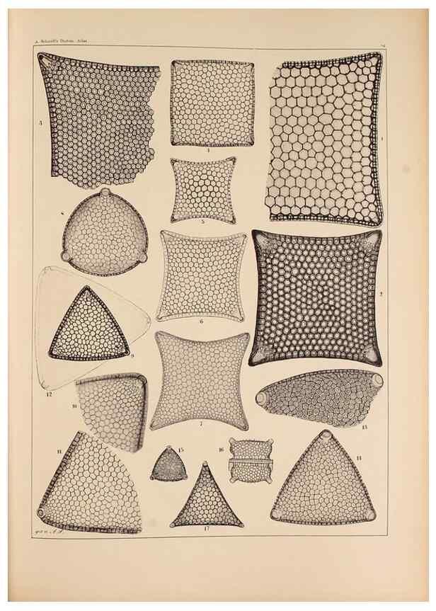 Reproducción/Reproduction 49389866122: Atlas der Diatomaceen-Kunde /. Leipzig :O.R. Reisland,[1874-19.. 