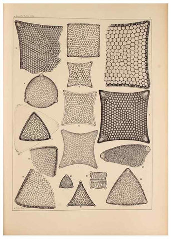 Reproducción/Reproduction 49389866122: Atlas der Diatomaceen-Kunde /. Leipzig :O.R. Reisland,[1874-19.. 