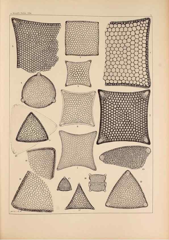 Reproducción/Reproduction 49389866122: Atlas der Diatomaceen-Kunde /. Leipzig :O.R. Reisland,[1874-19.. 