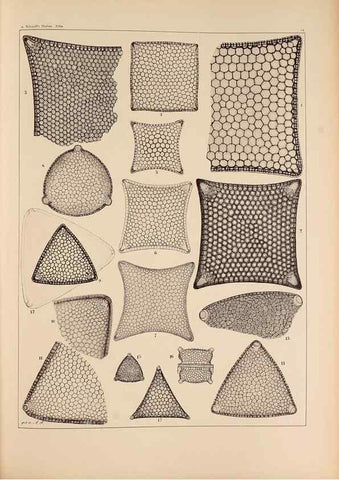 Reproducción/Reproduction 49389866122: Atlas der Diatomaceen-Kunde /. Leipzig :O.R. Reisland,[1874-19.. 