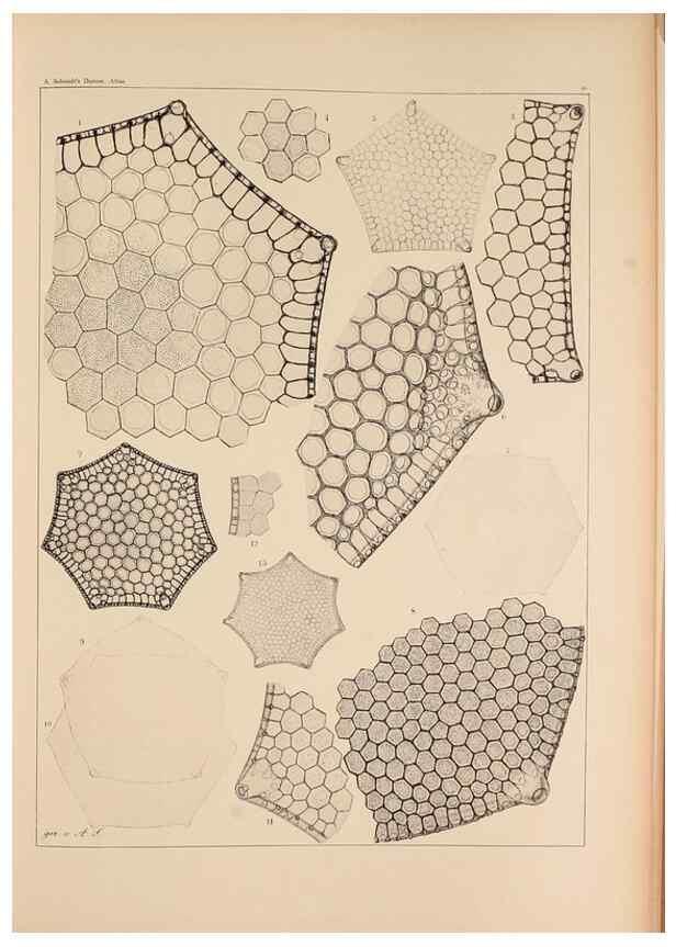 Reproducción/Reproduction 49389866842: Atlas der Diatomaceen-Kunde /. Leipzig :O.R. Reisland,[1874-19.. 