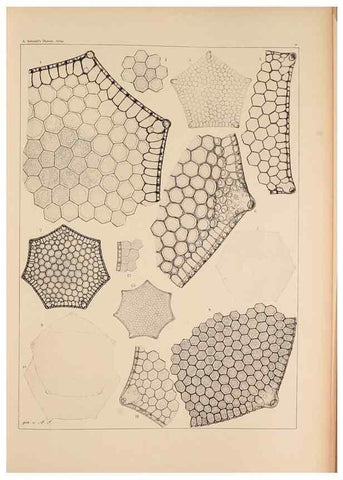 Reproducción/Reproduction 49389866842: Atlas der Diatomaceen-Kunde /. Leipzig :O.R. Reisland,[1874-19.. 