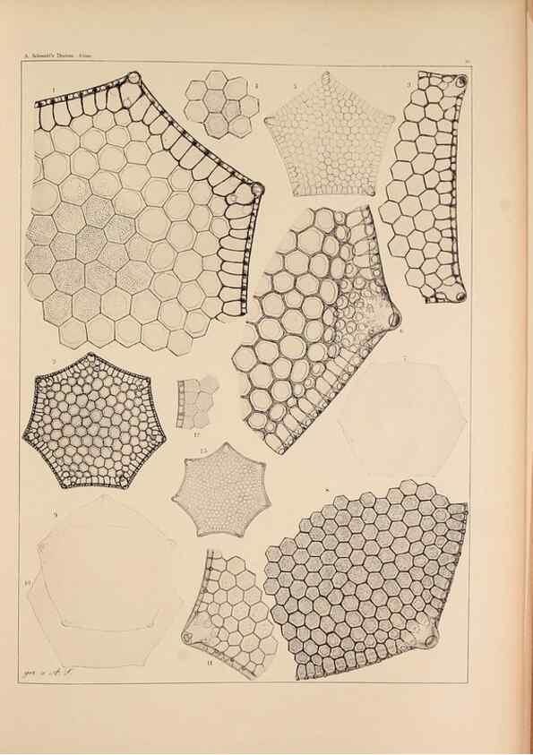 Reproducción/Reproduction 49389866842: Atlas der Diatomaceen-Kunde /. Leipzig :O.R. Reisland,[1874-19.. 