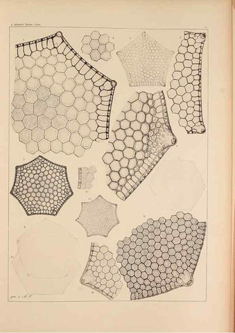 Reproducción/Reproduction 49389866842: Atlas der Diatomaceen-Kunde /. Leipzig :O.R. Reisland,[1874-19.. 