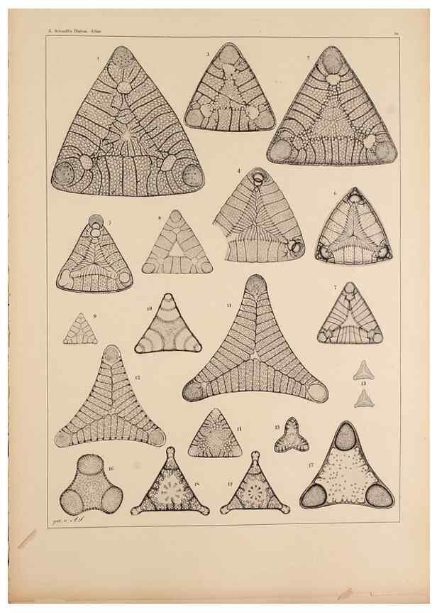 Reproducción/Reproduction 49389670271: Atlas der Diatomaceen-Kunde /. Leipzig :O.R. Reisland,[1874-19.. 