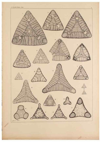 Reproducción/Reproduction 49389670271: Atlas der Diatomaceen-Kunde /. Leipzig :O.R. Reisland,[1874-19.. 