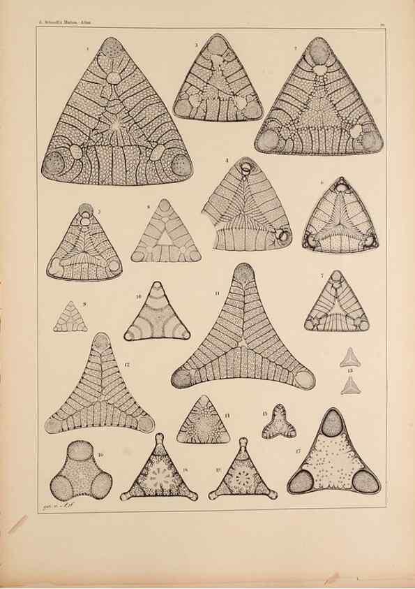 Reproducción/Reproduction 49389670271: Atlas der Diatomaceen-Kunde /. Leipzig :O.R. Reisland,[1874-19.. 