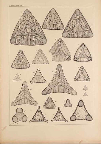 Reproducción/Reproduction 49389670271: Atlas der Diatomaceen-Kunde /. Leipzig :O.R. Reisland,[1874-19.. 