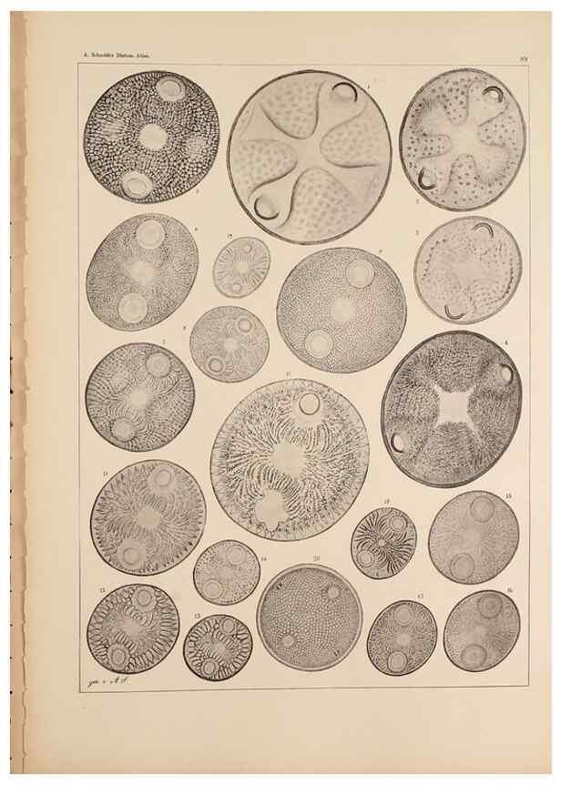Reproducción/Reproduction 49389670561: Atlas der Diatomaceen-Kunde /. Leipzig :O.R. Reisland,[1874-19.. 