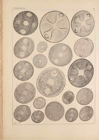 Reproducción/Reproduction 49389670561: Atlas der Diatomaceen-Kunde /. Leipzig :O.R. Reisland,[1874-19.. 