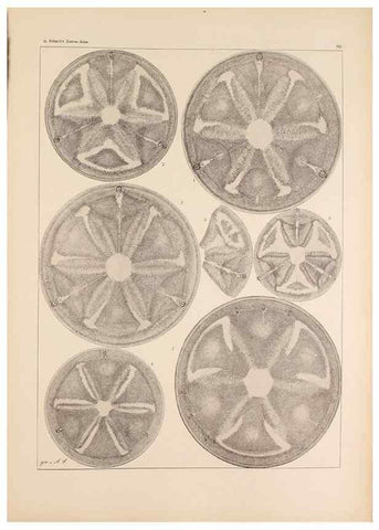 Reproducción/Reproduction 49389670926: Atlas der Diatomaceen-Kunde /. Leipzig :O.R. Reisland,[1874-19.. 