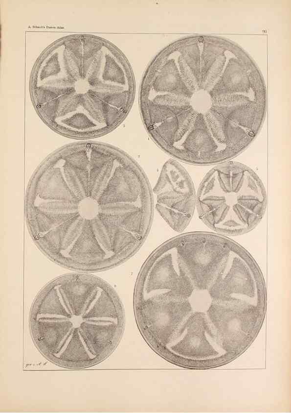 Reproducción/Reproduction 49389670926: Atlas der Diatomaceen-Kunde /. Leipzig :O.R. Reisland,[1874-19.. 