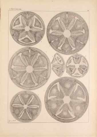 Reproducción/Reproduction 49389670926: Atlas der Diatomaceen-Kunde /. Leipzig :O.R. Reisland,[1874-19.. 