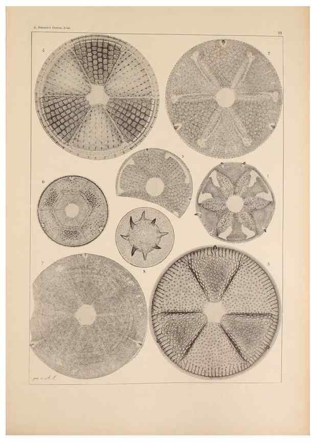 Reproducción/Reproduction 49389671256: Atlas der Diatomaceen-Kunde /. Leipzig :O.R. Reisland,[1874-19.. 