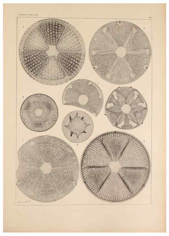 Reproducción/Reproduction 49389671256: Atlas der Diatomaceen-Kunde /. Leipzig :O.R. Reisland,[1874-19.. 