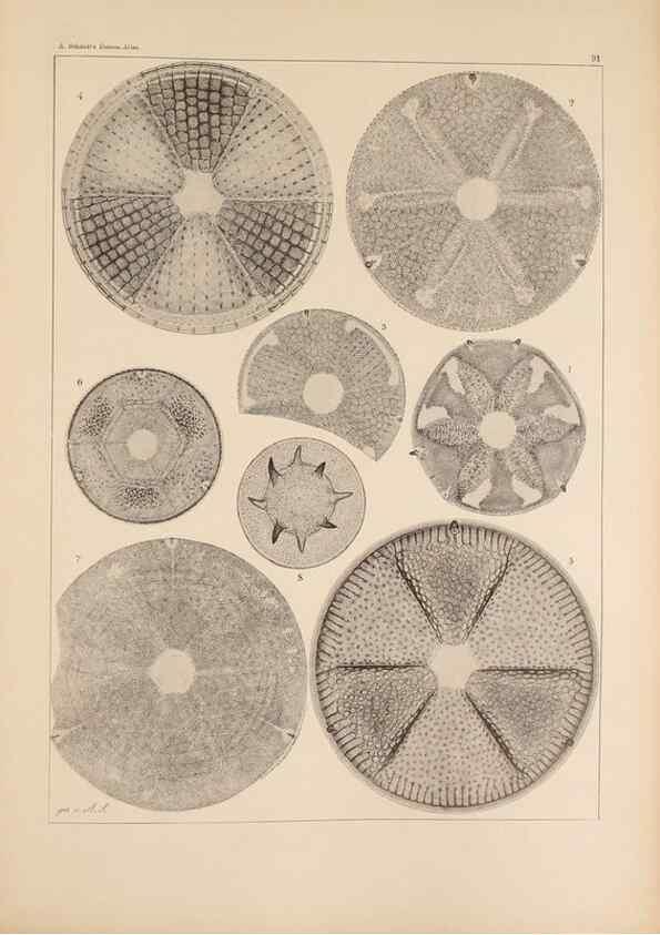 Reproducción/Reproduction 49389671256: Atlas der Diatomaceen-Kunde /. Leipzig :O.R. Reisland,[1874-19.. 