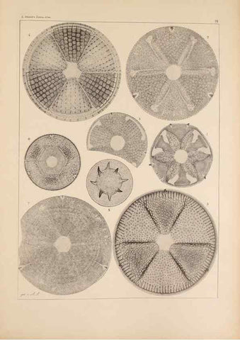 Reproducción/Reproduction 49389671256: Atlas der Diatomaceen-Kunde /. Leipzig :O.R. Reisland,[1874-19.. 