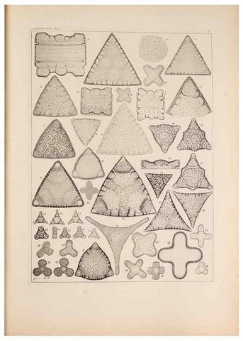 Reproducción/Reproduction 49389863847: Atlas der Diatomaceen-Kunde /. Leipzig :O.R. Reisland,[1874-19.. 