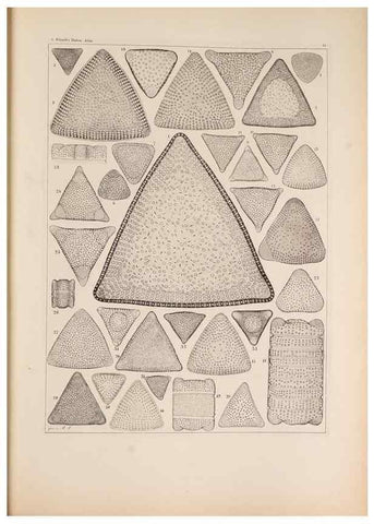Reproducción/Reproduction 49389863597: Atlas der Diatomaceen-Kunde /. Leipzig :O.R. Reisland,[1874-19.. 