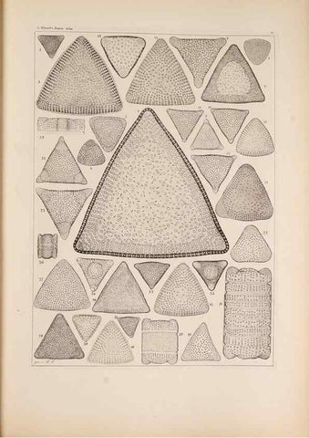 Reproducción/Reproduction 49389863597: Atlas der Diatomaceen-Kunde /. Leipzig :O.R. Reisland,[1874-19.. 