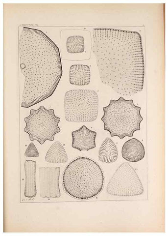 Reproducción/Reproduction 49389666326: Atlas der Diatomaceen-Kunde /. Leipzig :O.R. Reisland,[1874-19.. 