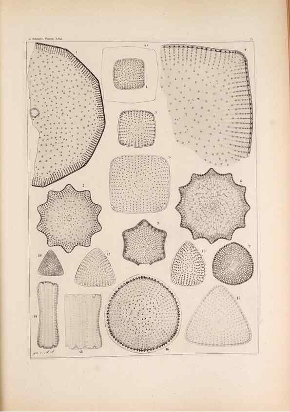 Reproducción/Reproduction 49389666326: Atlas der Diatomaceen-Kunde /. Leipzig :O.R. Reisland,[1874-19.. 