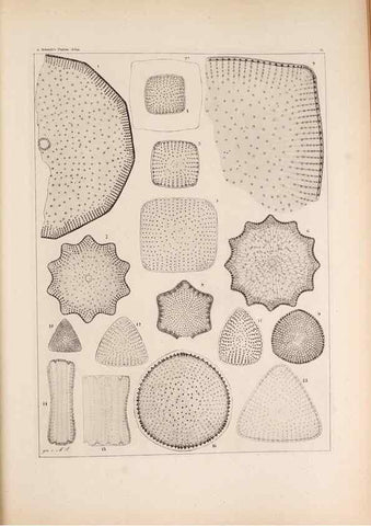 Reproducción/Reproduction 49389666326: Atlas der Diatomaceen-Kunde /. Leipzig :O.R. Reisland,[1874-19.. 