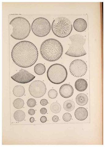 Reproducción/Reproduction 49389194088: Atlas der Diatomaceen-Kunde /. Leipzig :O.R. Reisland,[1874-19.. 