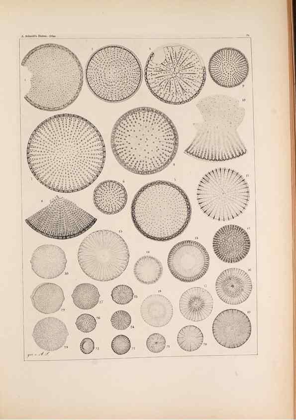 Reproducción/Reproduction 49389194088: Atlas der Diatomaceen-Kunde /. Leipzig :O.R. Reisland,[1874-19.. 